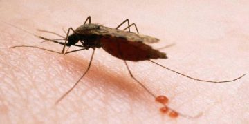 Vecinos de Champerico contribuyen a la identificación y combate de la malaria