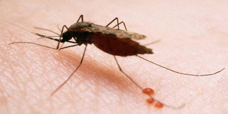 Vecinos de Champerico contribuyen a la identificación y combate de la malaria