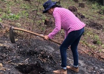 Trazan meta de plantar 5 mil árboles en Quiché