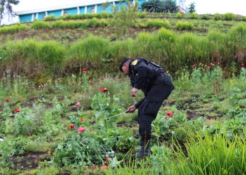 Destruyen plantaciones ilícitas por estado de sitio