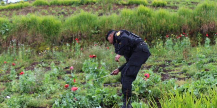 Destruyen plantaciones ilícitas por estado de sitio