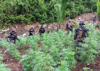 Más de 130 mil matas de marihuana erradicadas en Petén