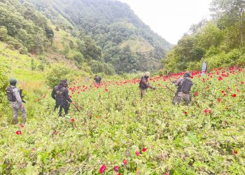 Errradican plantación de amapola