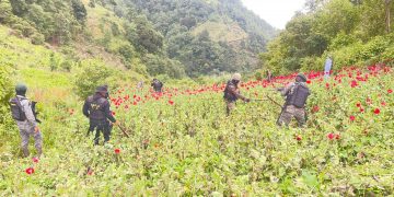 Errradican plantación de amapola