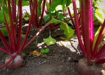 Productores rurales reciben asistencia técnica del MAGA