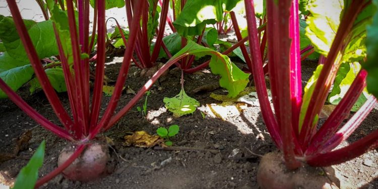 Productores rurales reciben asistencia técnica del MAGA