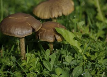 Emiten alerta epidemiológica para evitar intoxicaciones por el consumo de hongos