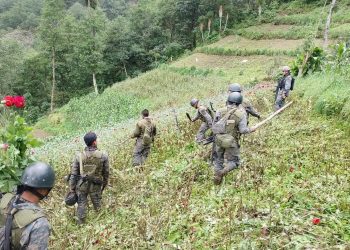 Erradican más de 280 mil matas de amapola en San Marcos