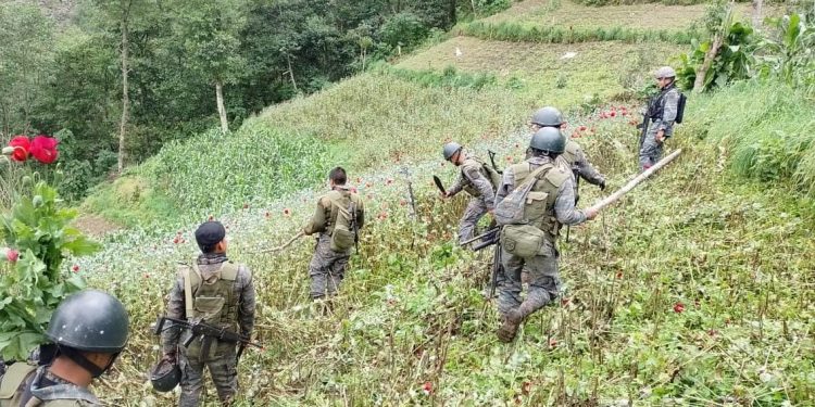 Erradican más de 280 mil matas de amapola en San Marcos