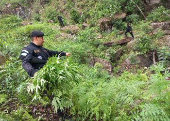 Erradican plantaciones de marihuana en Jalapa.