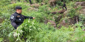 Erradican plantaciones de marihuana en Jalapa.