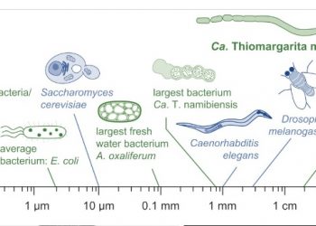 La imagen muestra un comparativo de la bacteria gigante con otros organismos.