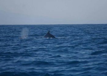 Cumbre de los Océanos
