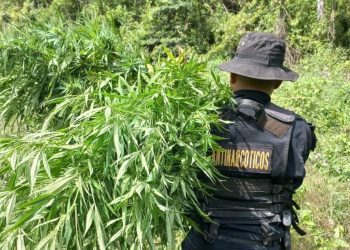 Erradican matas de marihuana valoradas en cerca de 7 millones de quetzales