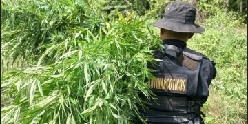 Erradican matas de marihuana valoradas en cerca de 7 millones de quetzales