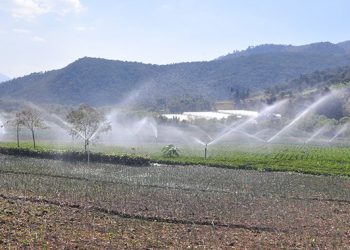 Sistema de riego fortalecerá la producción agrícola en Champerico
