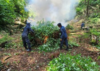 Incineran más de 600 mil arbustos de coca en Izabal