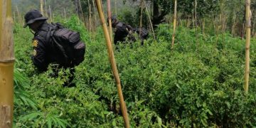 Destrullen plantaciones ilícitas