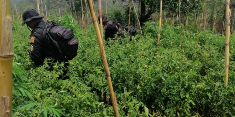 Destrullen plantaciones ilícitas