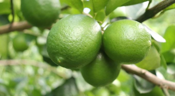 Productores de limón se capacitan en la detección de plagas