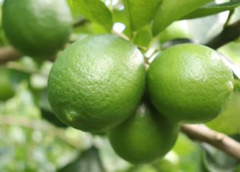 Productores de limón se capacitan en la detección de plagas