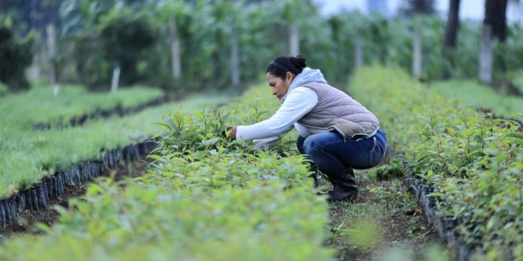 Impulsarán viveros forestales en 340 municipios del país