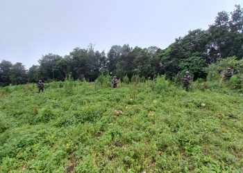 Erradican plantaciones de marihuana y amapola