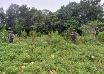 Estado de sitio: Mandatario resalta control y erradicación de plantas ilícitas