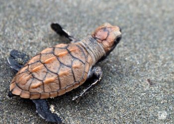 Promueven la conservación de tortugas marinas