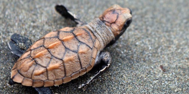 Promueven la conservación de tortugas marinas