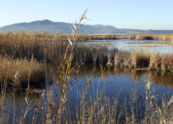 Culpan a humedales de aumento de emisión de gases de efecto invernadero en 2020.