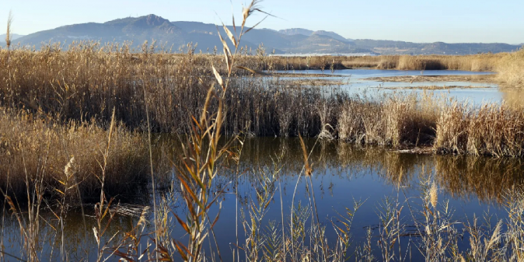 Culpan a humedales de aumento de emisión de gases de efecto invernadero en 2020.