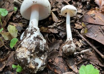 alertan sobre consumo de hongos tóxicos.