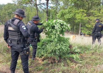 Erradican más de 18 mil matas de marihuana en Huehuetenango