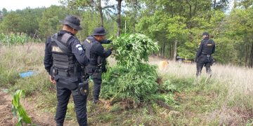 Erradican más de 18 mil matas de marihuana en Huehuetenango
