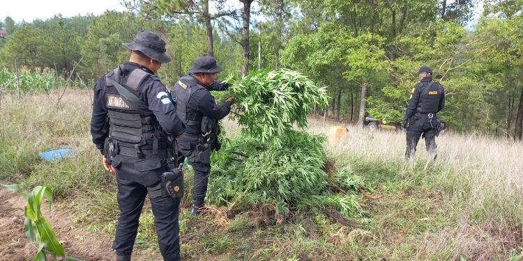 Erradican más de 18 mil matas de marihuana en Huehuetenango