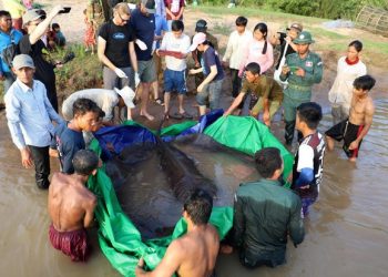 Descubren el pez de agua dulce más grande del mundo en Camboya