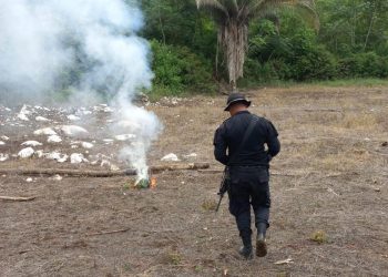 PNC incinera semillas de marihuana en petén.