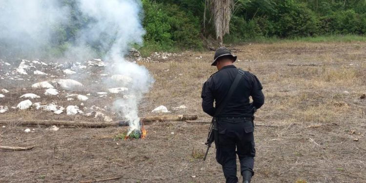 PNC incinera semillas de marihuana en petén.