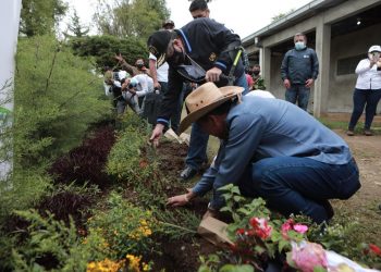 Se espera plantar más de 5 millones de árboles en Guatemala.