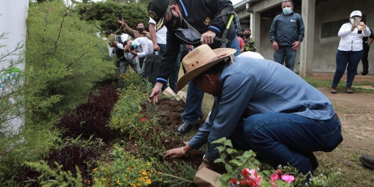 Se espera plantar más de 5 millones de árboles en Guatemala.