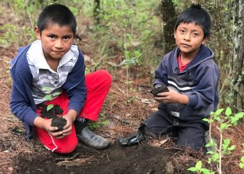 Guatemala reactiva mesa de restauración del paisaje forestal