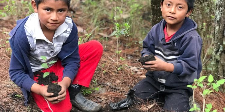 Guatemala reactiva mesa de restauración del paisaje forestal