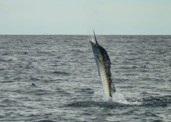 Pez vela en aguas del Pacífico