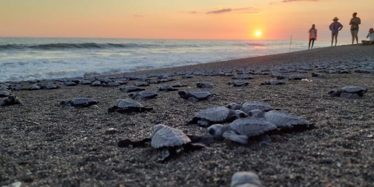 Los océnos son una fuente de vida