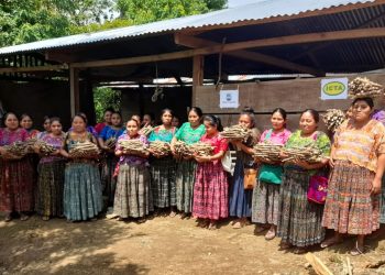 MAGA promueve cultivo de yuca resistente a la sequía en Alta Verapaz