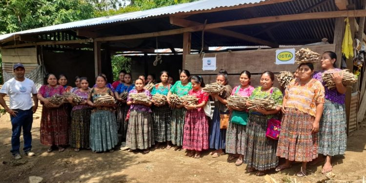 MAGA promueve cultivo de yuca resistente a la sequía en Alta Verapaz