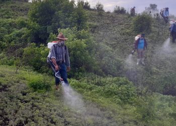 MAGA acciona contra brote de langosta voladora en Atescatempa