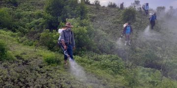 MAGA acciona contra brote de langosta voladora en Atescatempa