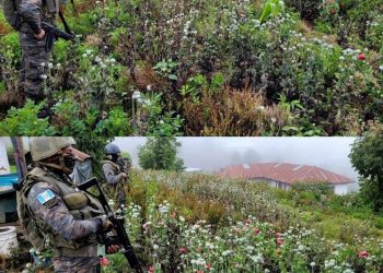 Erradican plantación de amapola en San Marcos